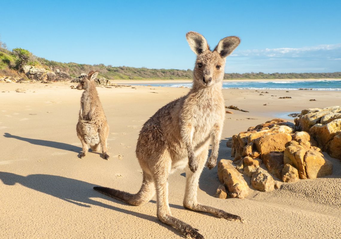 Kangaroos at Diamond Head Beach in Diamond Head, Forster & Taree